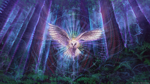 Night Owl - Digital Wallpaper